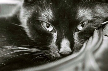  Black cat - Christophe Martel 