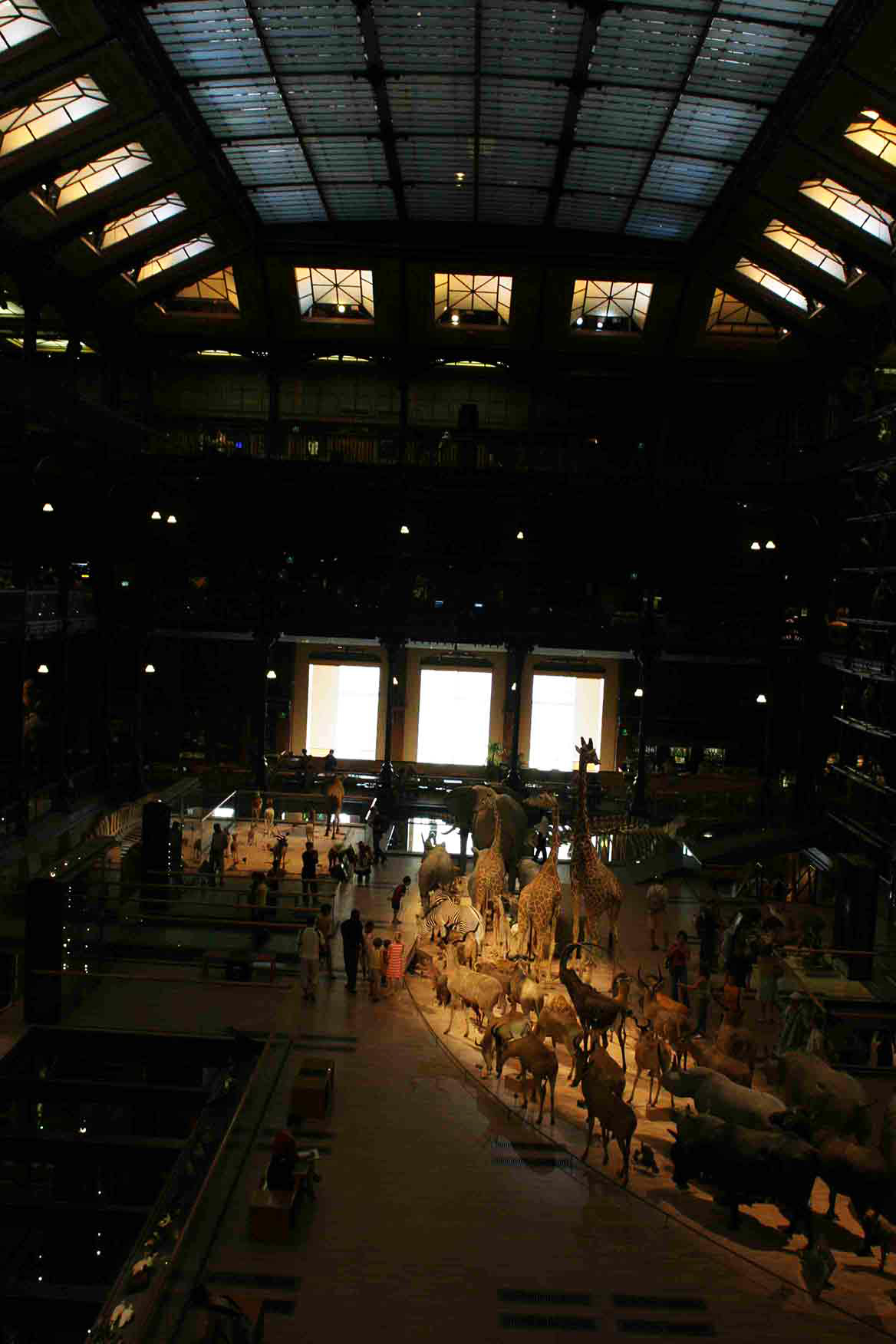  Galerie de l'évolution - Christophe Martel 